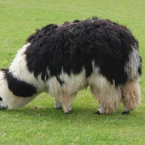 alpaca