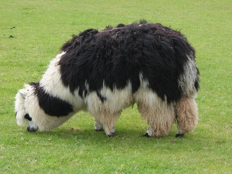 alpaca