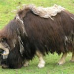musk ox