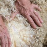 wool grading