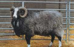 Balwen ram with curled horns, a dark fleece, a white blaze down the face and white feet, standing in a pen