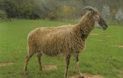 Castlemilk Moorit ram with a tan-brown fleece and long curved horns, standing on grass