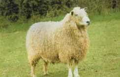 Cotswold sheep with a long, wavy, creamy white fleece and a woolly forelock
