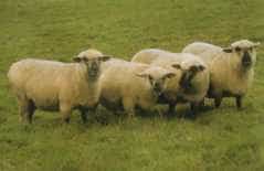 Four Dorset Down sheep with short, dense fleeces and brown faces on pasture