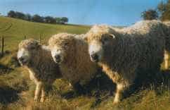 Three Greyface Dartmoor sheep with long, curly, heavy fleeces