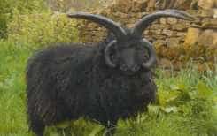 Black Hebridean ram with four horns among green plants