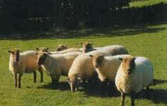 A small flock of Hill Radnor sheep with tan faces and white fleeces