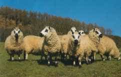 A flock of Kerry Hill sheep with black and white markings on their faces