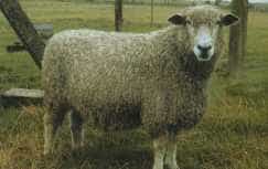 Leicester Longwool sheep with a long, wavy white fleece and a white face