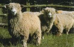 Lincoln Longwool sheep with long, lustrous curly locks