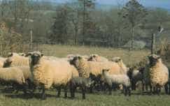 A flock of Llanwenog sheep with black faces and white fleeces