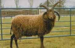 Manx Loaghtan ram with a brown fleece and four horns, beside a metal gate