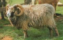 North Ronaldsay ram with curled horns and a brown fleece