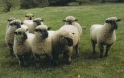 A group of Oxford Down sheep with dark faces and dense white fleeces