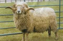 Portland ram with curled horns, a tan face and a creamy fleece