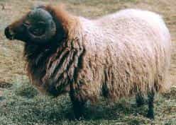 Shetland ram with a dark head, curled horns and a long, pale, shaggy fleece