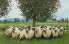A flock of Shropshire sheep with dark faces grazing under a tree
