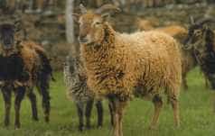 A brown Soay sheep with two dark lambs