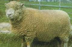 Southdown sheep with a compact, dense fleece and a fawn face