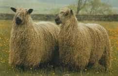 Two Teeswater sheep with long, curly, lustrous fleeces
