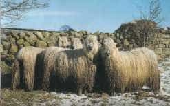 Wensleydale sheep with long ringleted fleeces beside a stone wall in snow