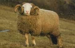 Whitefaced Woodland ram with a white face, spiralling horns and a brown fleece
