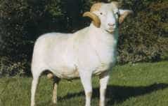 White Wiltshire Horn ram with curled horns and a short coat