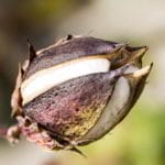 cotton boll