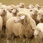 flock of sheep