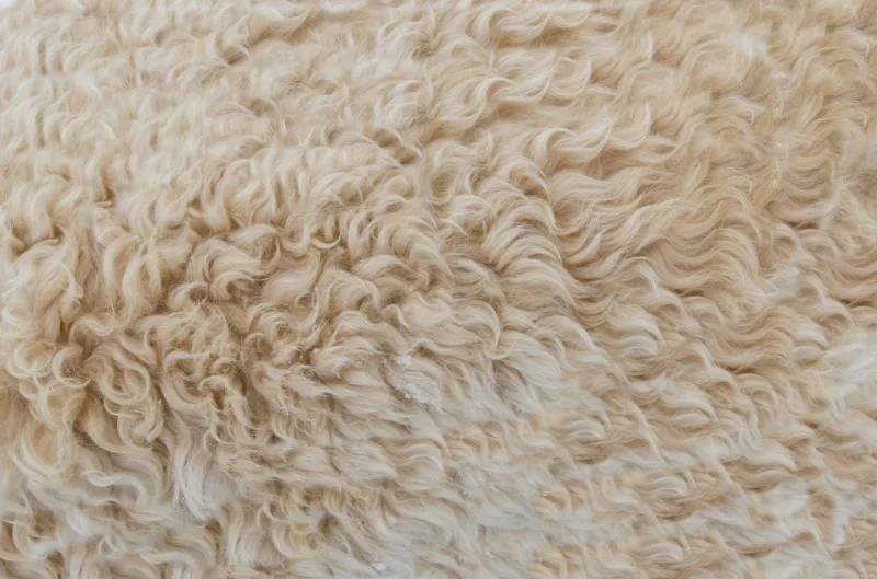 wool grading