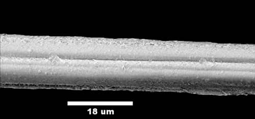 Scanning electron micrograph of a single rayon fibre with fine grooves running along its length, with an 18 micrometre scale bar