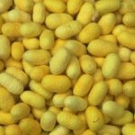 silk cocoons