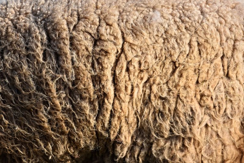 Close view of a dense, crimped fleece on a sheep, tawny brown at the tips
