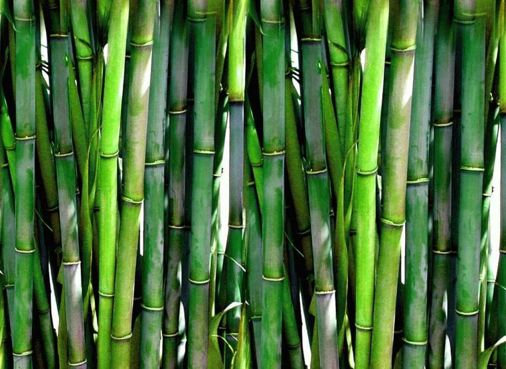 bamboo-plants