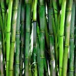bamboo-plants