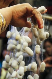 A hand drawing fine silk filaments from a cluster of white cocoons