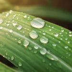 water-repellent-leaf