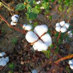 cotton plant