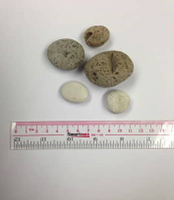 Figure 1.1 Pumice stones.