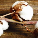 cotton boll-1