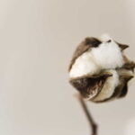 cotton fiber