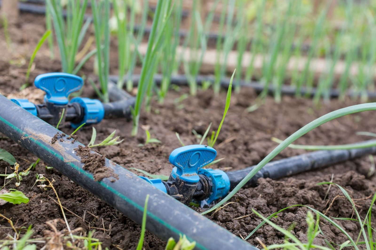 drip irrigation