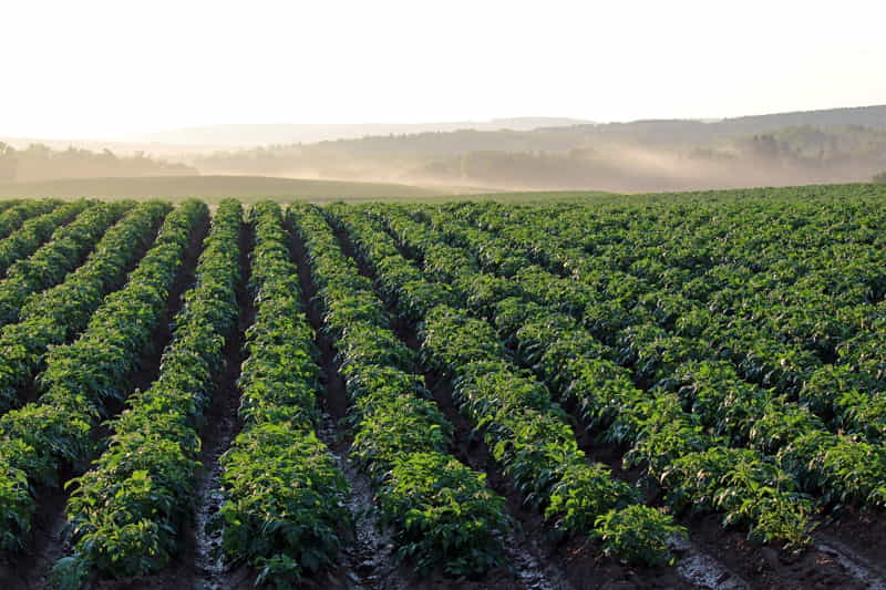 green-agriculture-landscape/
