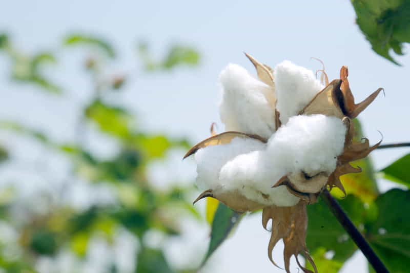 green-field-with-cotton-plants