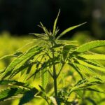 hemp plant