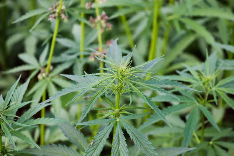 hemp-plants-field