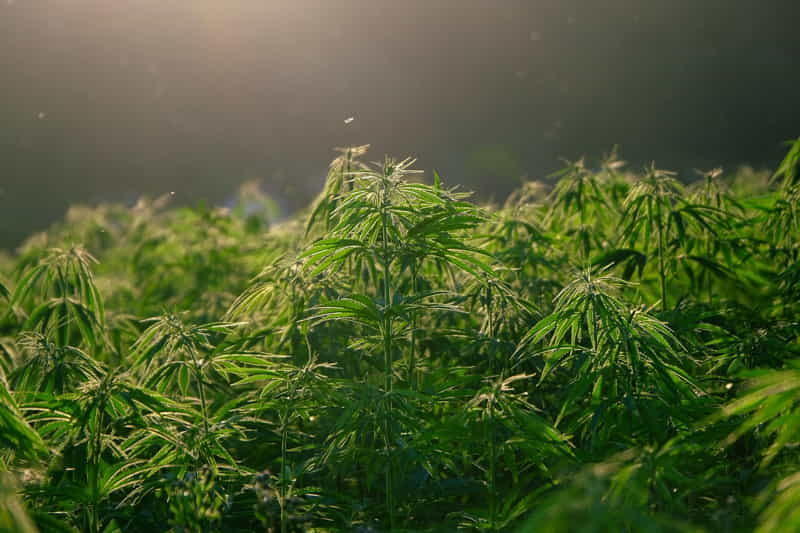 hemp-plants-field
