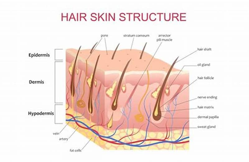 illustrated diagram showing the wool follicle, with highlighted areas indicating keratin distribution and crimp formation zones