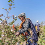organic cotton farm-1