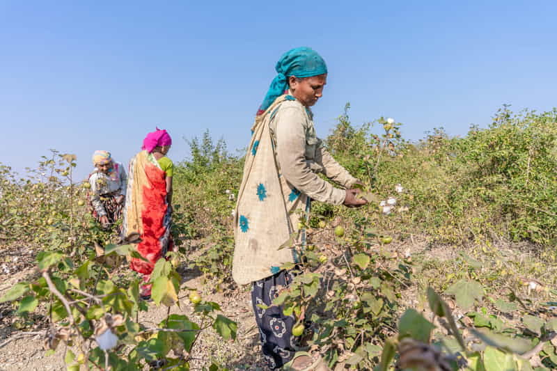 organic cotton farm
